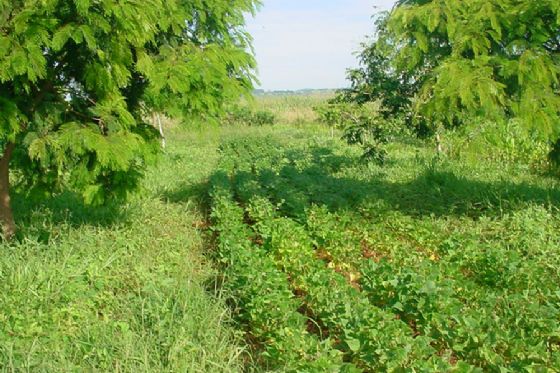 Sistema agroflorestal produz alimentos e dobra o carbono estocado no solo do Cerrado