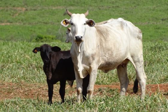 "Cowbot": ferramenta gratuita da JBS realiza mais de 30 mil analises socioambientais para apoiar pecuaristas em todo o pais