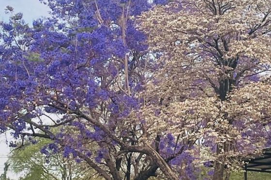 O espetáculo do ipê-branco encanta moradores em Andradina