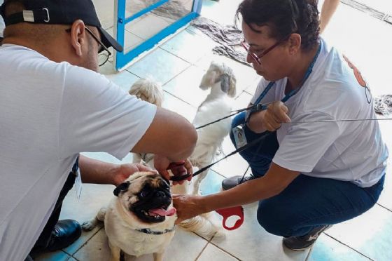 Prefeitura de Araçatuba inicia 3º ciclo da campanha “Fora Leish” com troca de coleiras e exames gratuitos em cães