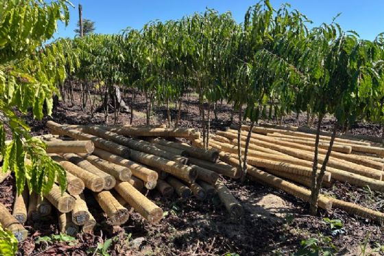 Fundo JBS pela Amazônia lança projeto que pode aumentar em 60% a renda de comunidades rurais