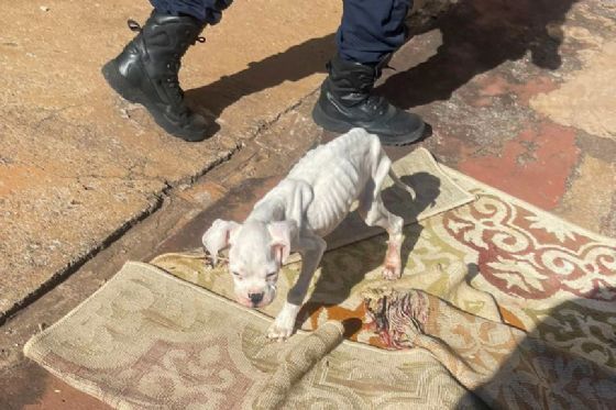 GCM de Araçatuba apoia resgate de cão vítima de maus-tratos no Bairro Paraíso