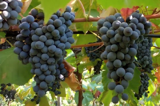Novo combo de uvas tintureiras reforça produção de sucos e vinhos brasileiros
