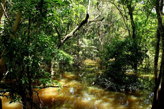 Fungo amazônico pode controlar doenças agrícolas e gerar novos antibióticos
