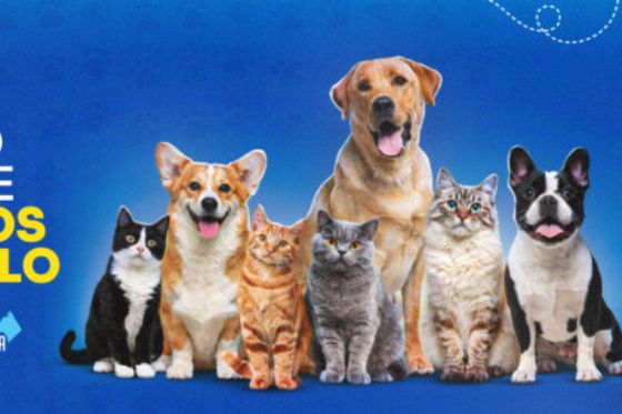 Interessados já podem fazer cadastro para mil castrações e microchipagem gratuita de cães e gatos