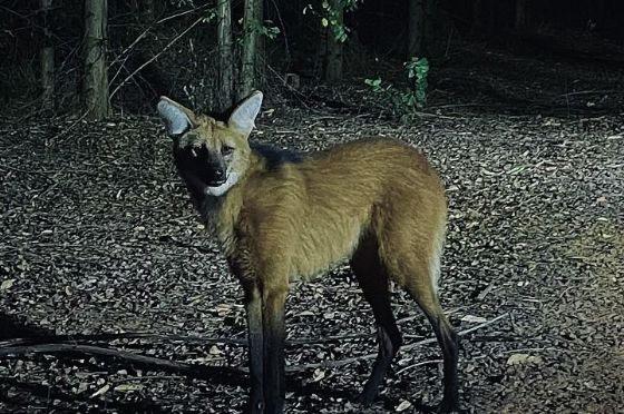 Avistamento de lobo-guará em fazenda da Eldorado Brasil mostra integração entre florestas plantadas e fauna silvestre