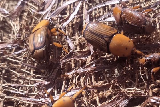 Mapa alerta para risco do bicudo-vermelho e reforça medidas de prevenção no país