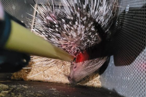 Mapa fiscaliza porcos-espinhos importados da França para o Zoológico de São Paulo