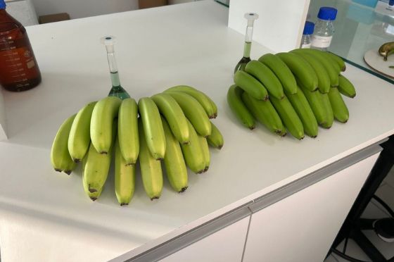 Mapa registra nova variedade espontânea de banana em Santa Catarina