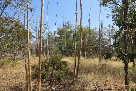 Inteligência artificial e satélites mapeiam terras agrícolas abandonadas no Cerrado