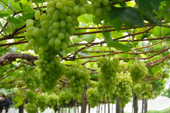 Embrapa lança nova cultivar de uva branca sem sementes para produtores do Sul do Brasil