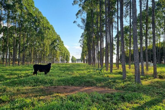 Estudo quantifica déficit de carbono associado a mudanças de uso da terra no Brasil