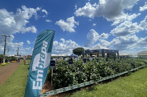 Estratégia de sustentabilidade na produção de soja é a adoção das boas práticas agrícolas