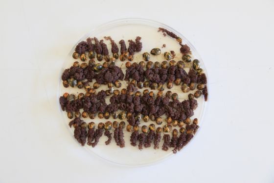 Pesquisa busca compreender percepção de produtores e técnicos sobre manejo integrado do carrapato