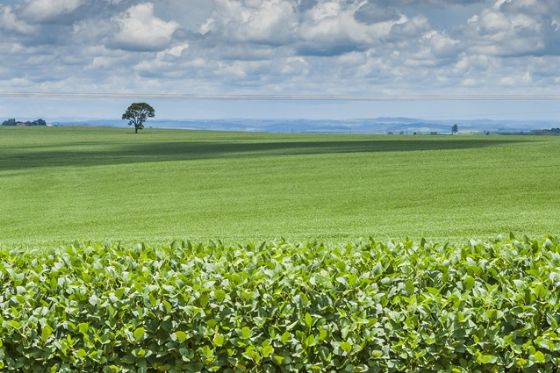 Tecnologias Poupa-Terra aumentam produção agrícola sem ampliar área cultivada