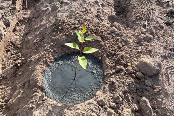 No Dia Mundial da Água, Suzano destaca iniciativa que reutiliza resíduo industrial para redução no consumo de água no processo de irrigação