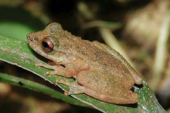 Nova espécie de perereca é descoberta no Cerrado mineiro
