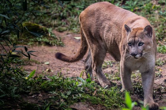 Onças-pardas são avistadas em reservas da Bracell no Litoral Norte