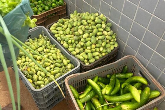 Pereira Barreto fortalece segurança alimentar com expansão do Programa de Aquisição de Alimentos