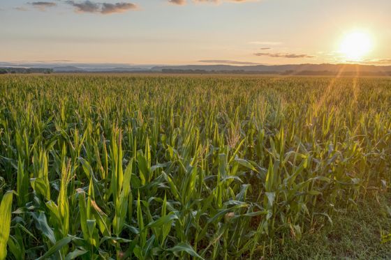 PIB da agropecuária cresce 11,7% e impulsiona resultado da economia em 2025