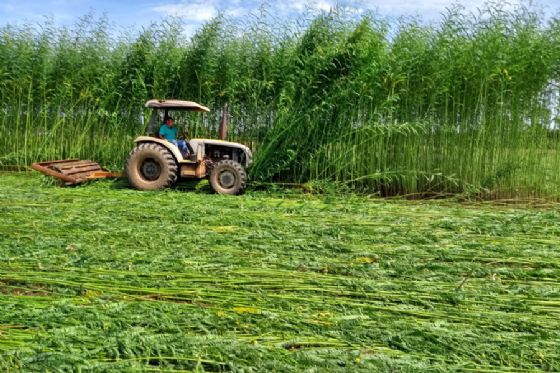 Embrapa pesquisa planta que pode transformar recuperação do solo