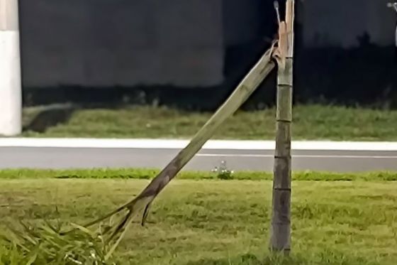 Prefeitura de Araçatuba fará replantio de árvores no Vida Nova nesta sexta-feira