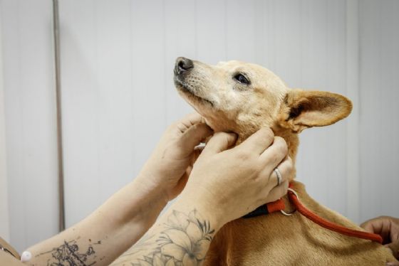 Pro Pet SP retoma mutirões de castração em novas cidades paulistas