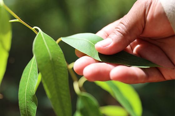 Relatório de Sustentabilidade da Bracell mostra avanços na Agenda 2030