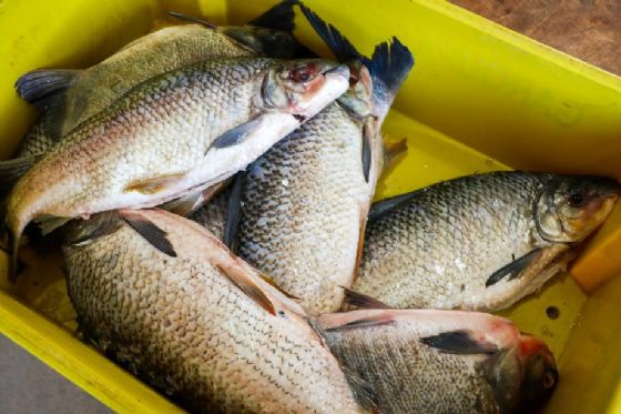 SEDECTI abre cadastro para comerciantes sem vínculo com a Feira Central participarem da Feira do Peixe 2026