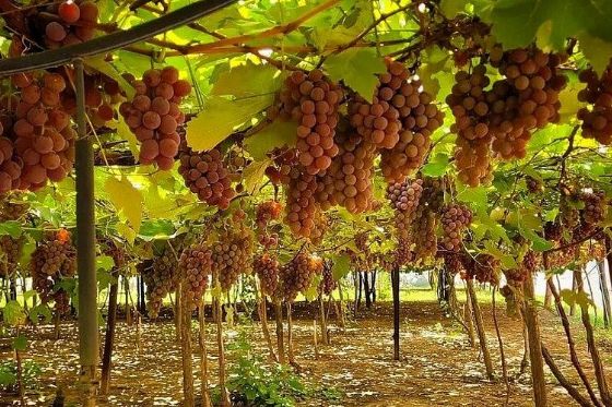 Seminário oferece orientação para estruturar o turismo rural em Araçatuba