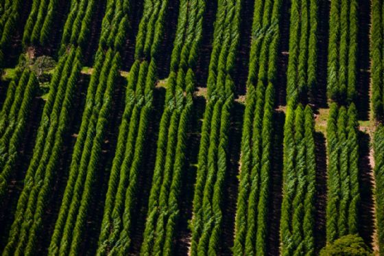 Suzano contrata em Mato Grosso do Sul: Confira as 7 oportunidades abertas hoje