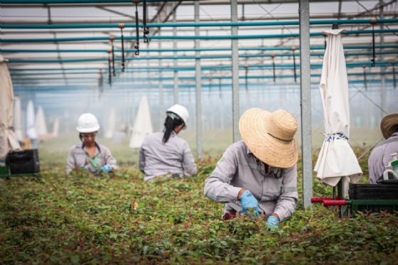 Suzano amplia presença feminina e encerra 2025 com 556 mulheres contratadas em Mato Grosso do Sul
