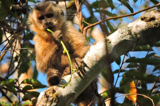 Suzano conecta área equivalente a mais de 200 mil campos de futebol por meio de corredores ecológicos em quatro anos