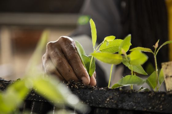 Suzano passa a integrar campanha internacional de preservação da natureza