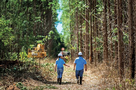 Trabalhe na Suzano: Empresa abre seleção para colheita florestal em Água Clara, Bataguassu e Três Lagoas