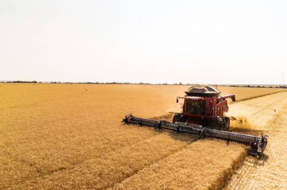 Planejamento garante resultados no trigo tropical