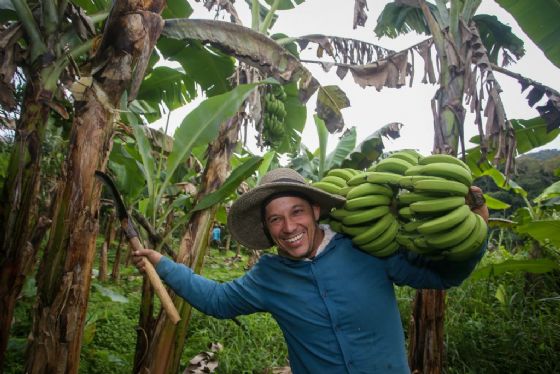 Vale do Ribeira conquista indicação geográfica de banana e se consolida como potência nacional da fruta