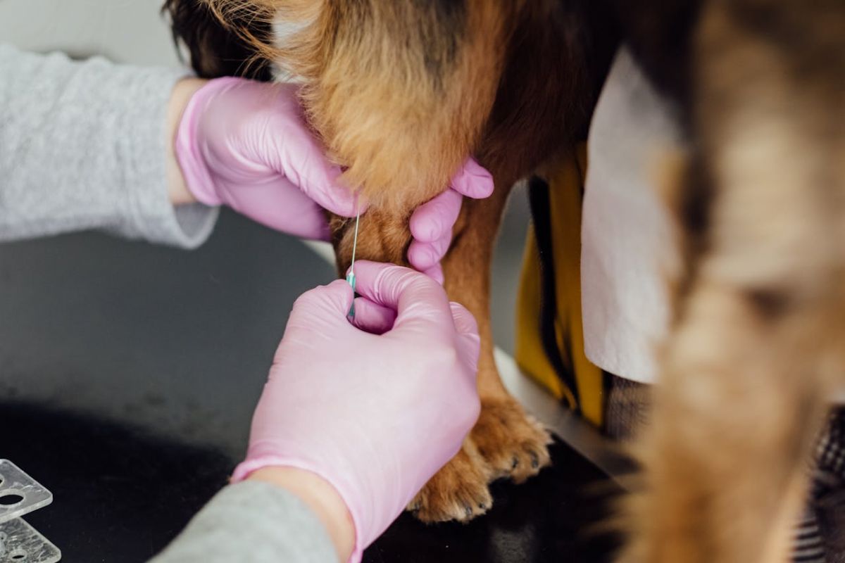 Ilha Solteira mantém vacinação antirrábica para cães e gatos durante todo o ano - Vacinacao antirrabica