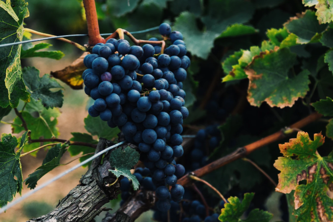 Vinhos paulistas são premiados entre os melhores do mundo em 2026